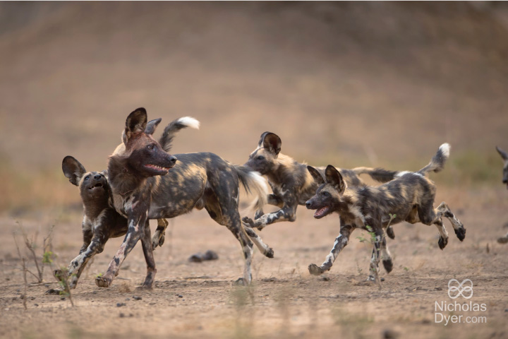 Insight into ongoing Painted Dog Research in the Middle Zambezi by Painted Dog Conservation