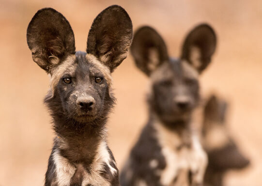 A closer look into the research support of Bushlife Conservancy to advance the understanding and protection of elephants, carnivores and painted dog in Mana Pools and the wider middle-lower Zambezi Valley