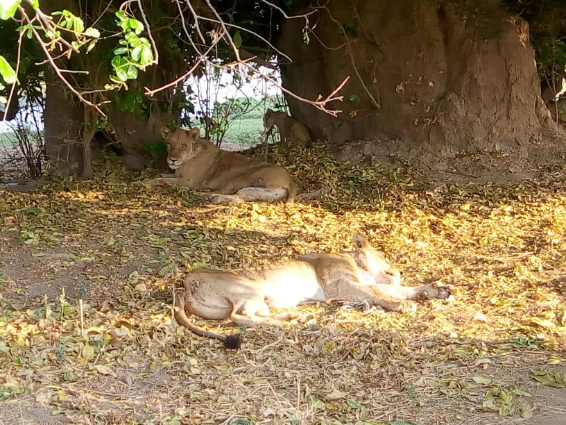 Insight into ZPWMA’s research to understand the spatio-temporal movements of lions, hyenas and leopards in Mana Pools and the Middle Zambezi Valley